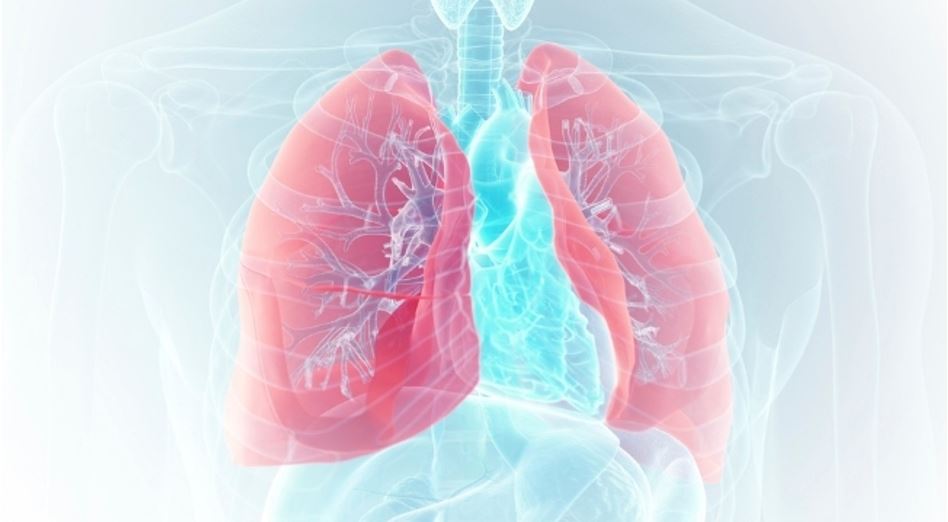 Những chất này được vận chuyển theo dòng máu về phía phổi và phế quản.