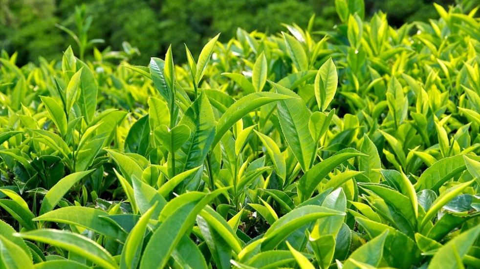 Những lợi ích kỳ diệu của việc uống trà xanh thường xuyên